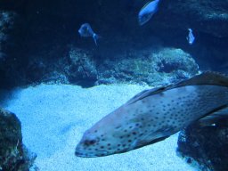 2012_01_19_Aquarium_Saint-Gilles